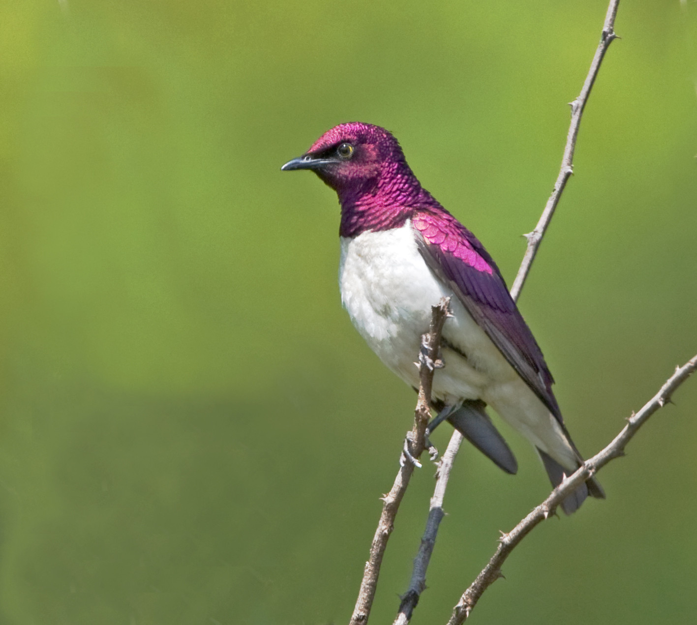 image Violet-backed Starling